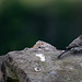 juvenile Pied Wagtail