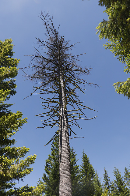 Corkscrew Tree