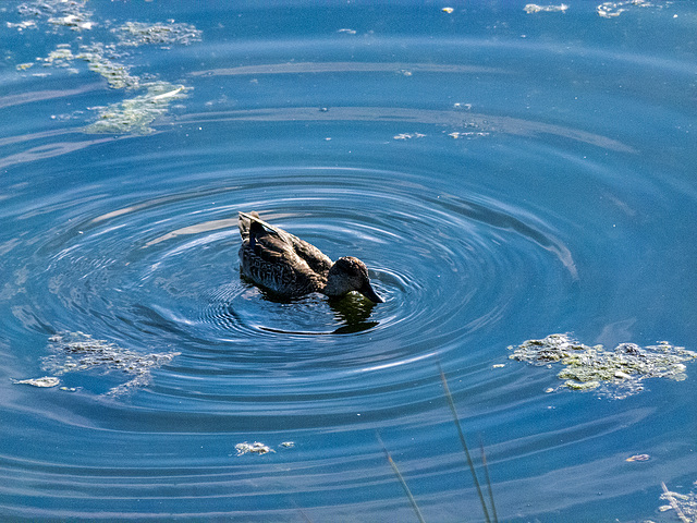 Dabbling duck