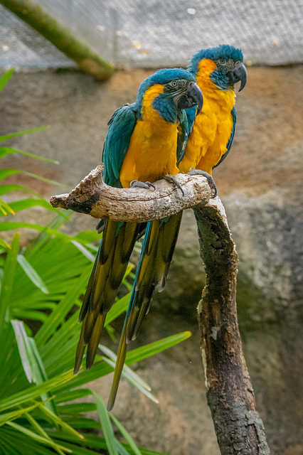 A pair of macaws
