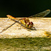 Common darter