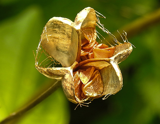 20210722 1885CPw [D~LIP] Schachbrettblume (Fritillaria meleagris) [Schachblume], Samenkapsel, Bad Salzuflen