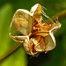 20210722 1885CPw [D~LIP] Schachbrettblume (Fritillaria meleagris) [Schachblume], Samenkapsel, Bad Salzuflen