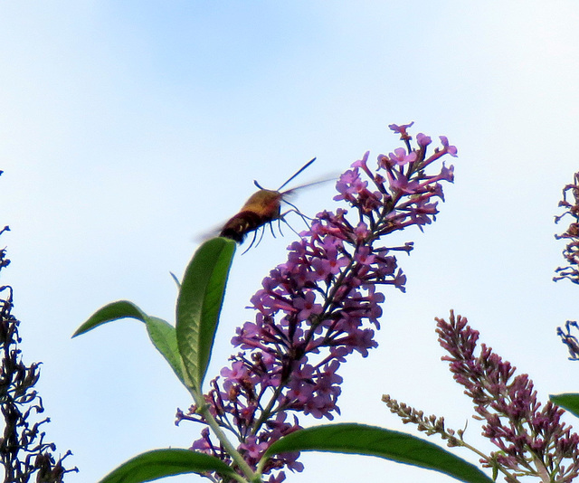Hummingbird moth.