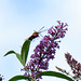 Hummingbird moth.