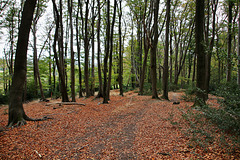 Im Wald am Nockenberg (Sprockhövel) / 6.11.2022