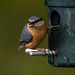 Nuthatch