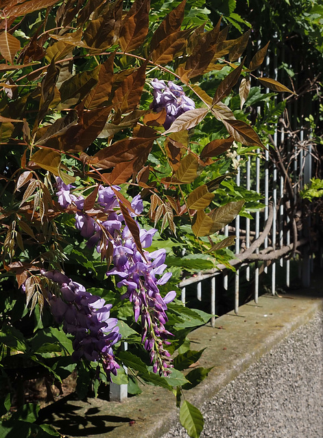 summery wisteria