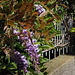 summery wisteria