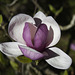 Magnolia.