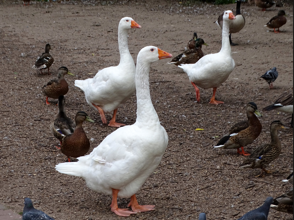 Ekkesmere geese