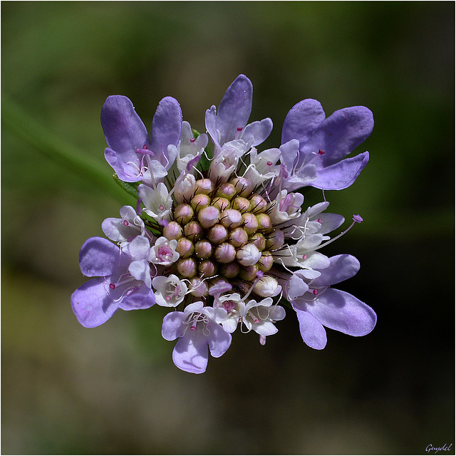 Jeune Scabieuse