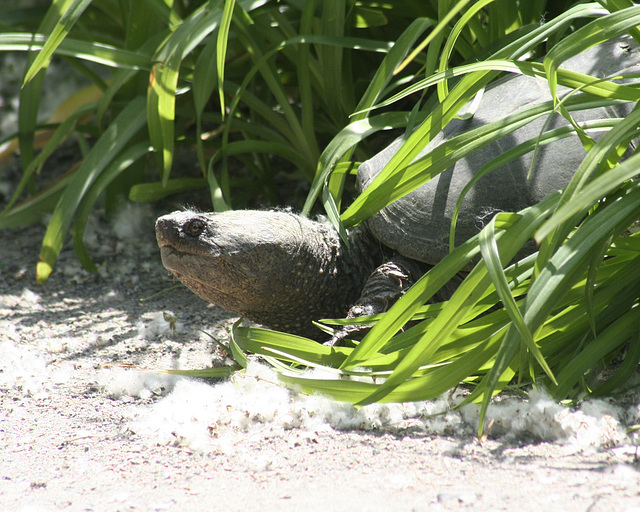 tortue serpentine / snapping turtle