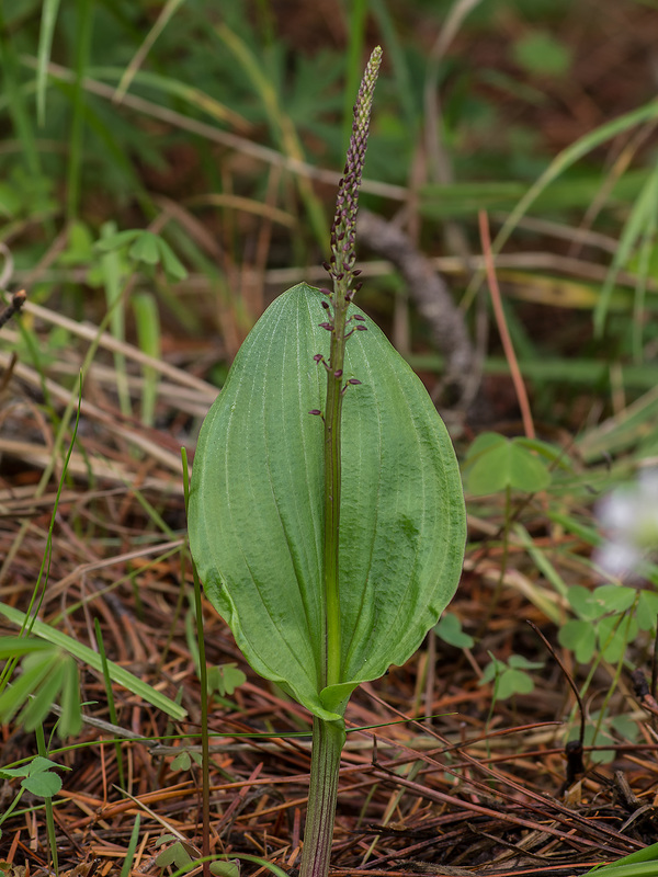 Malaxis porphyrea (Purple Malaxis orchid)