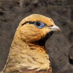 sandgrouse head portrait