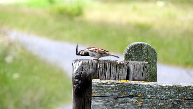 Tree Sparrow & caterpillar