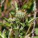 Flodman's Thistle
