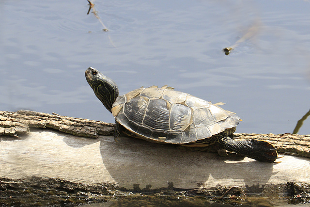 Painted Turtle