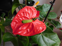 Anthurium