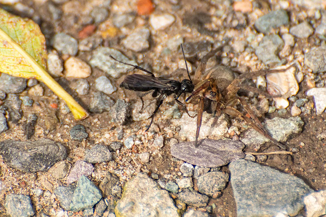 Parasitic wasp