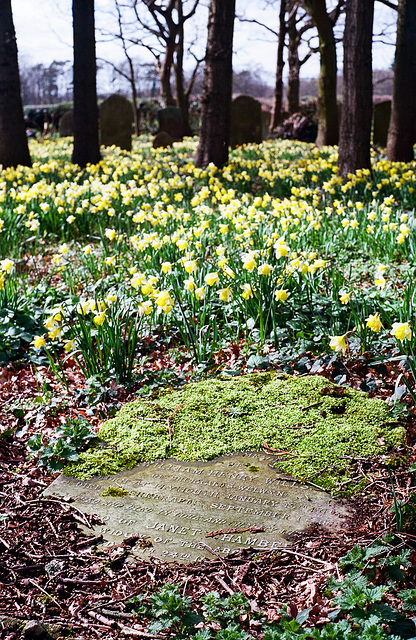 Ayot St Peter daffodils