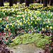Ayot St Peter daffodils