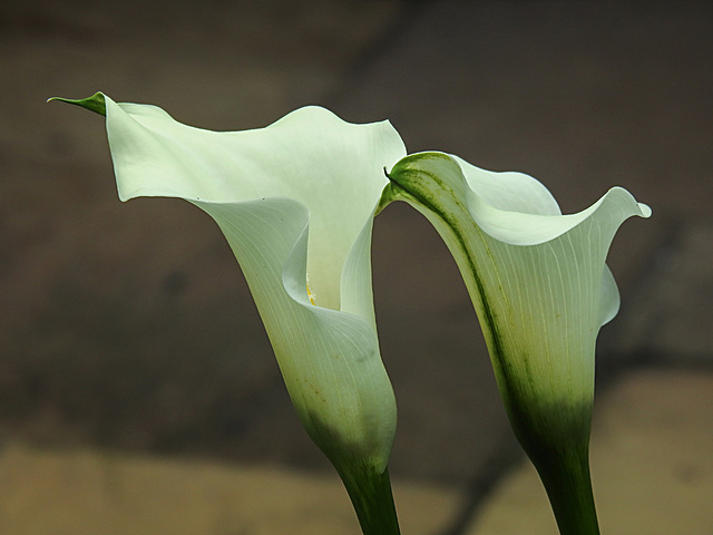 20210722 1887CPw [D~LIP] Gefleckte Calla (Zantedeschia albomaculata), Bad Salzuflen