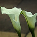 20210722 1887CPw [D~LIP] Gefleckte Calla (Zantedeschia albomaculata), Bad Salzuflen