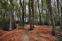 Im Wald am Nockenberg (Sprockhövel) / 6.11.2022