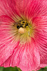 bee and hollyhock