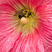 bee and hollyhock