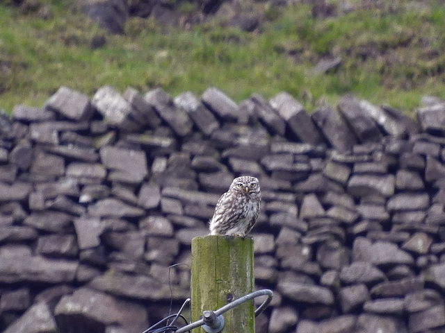 Little Owl looking my way