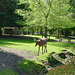 Deer in Den Haag