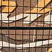 Happy Fence Friday!