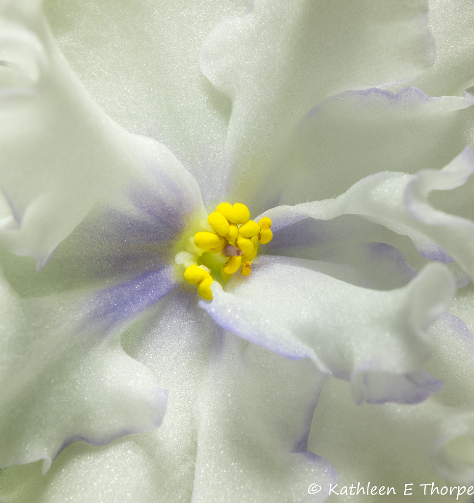 Arctic Forest Violet Macro - 052615