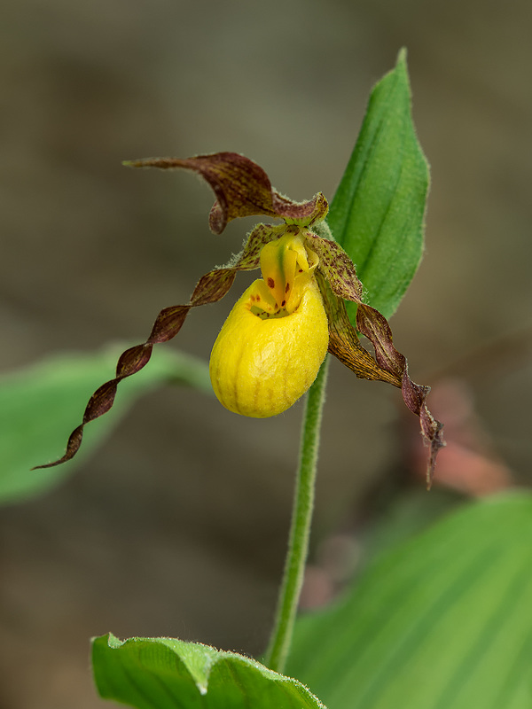 Cypripedium parviflorum var. parviflorum (Small Yellow Lady's-slipper orchid)