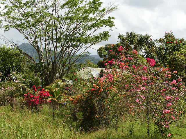 Bougainvillea colours, on way to Manzanilla Beach, Day 6