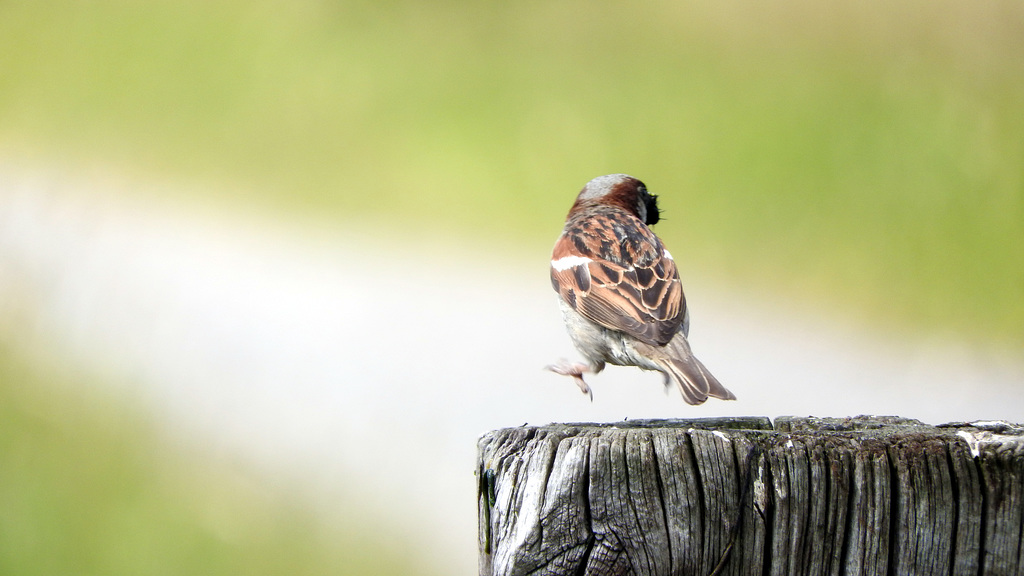 Tree Sparrow dancing!
