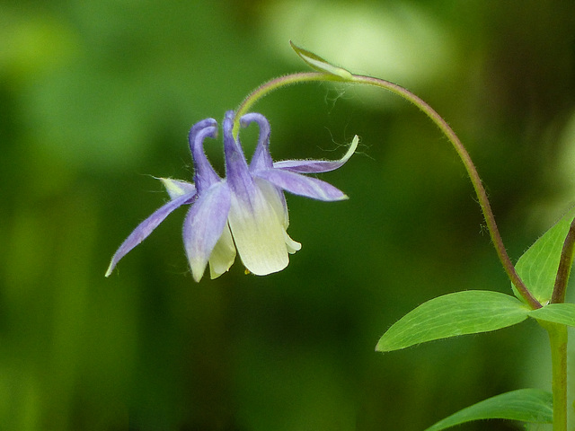 Columbine