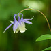 Columbine