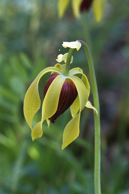 Cobra Lily