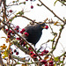 Blackbird with berries