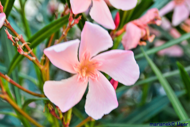 Oleander