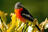 Flame Robin