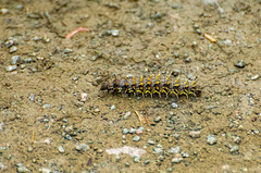 Caterpillar, I don't know what species it is though. Caterpillar, I don't know what species it is though.