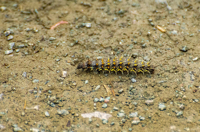 Caterpillar, I don't know what species it is though.