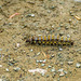 Caterpillar, I don't know what species it is though.