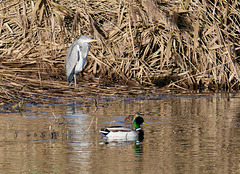 Wieder Leben auf dem Weiher