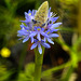 20210722 1888CPw [D~LIP] Hechtkraut (Pontederia cordate), Bad Salzuflen