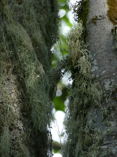20220623 -27 Haut Diois (256)